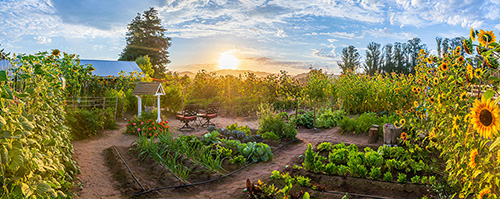 Sunlit vegetable garden with winding dirt paths, raised beds, and sunflowers at sunset.
